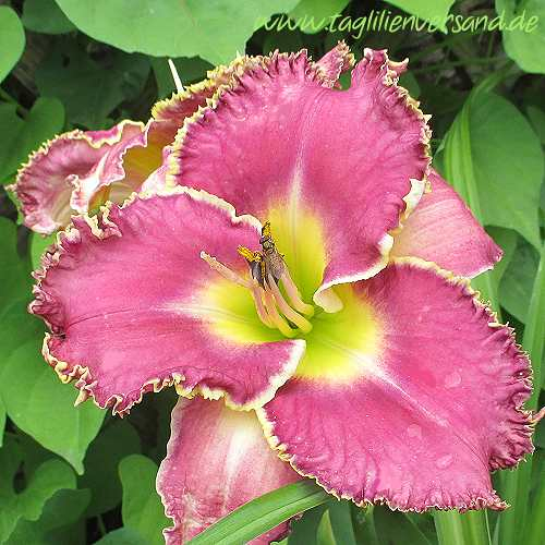 Foto der Tagliliensorte Spiny Sea Urchin