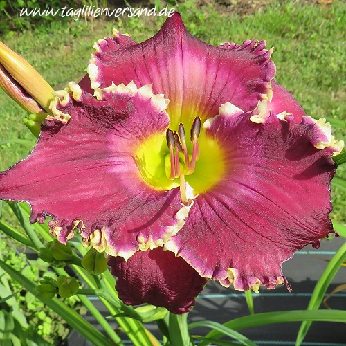 Foto der Tagliliensorte Thistles and Thorns