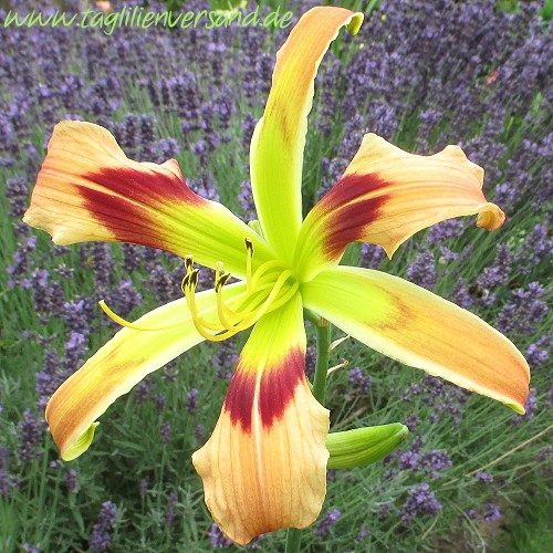 Foto der Tagliliensorte Wild and Wonderful