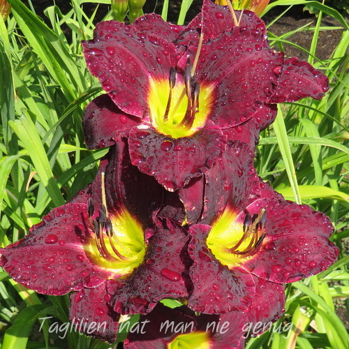 Ein weiteres Foto der Tagliliensorte Bela Lugosi