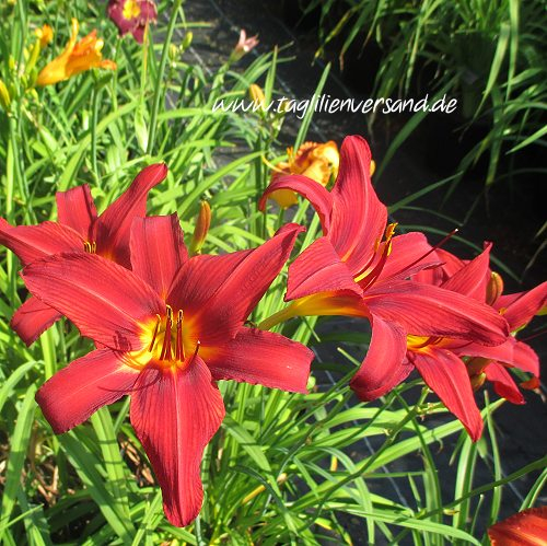 Foto der Tagliliensorte Bright Dancer