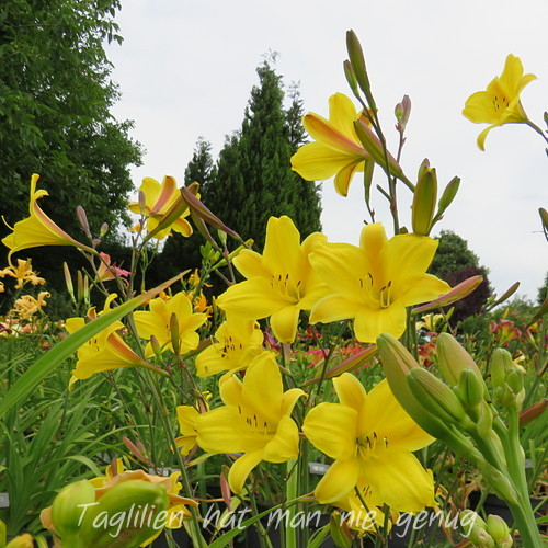 Ein weiteres Foto der Tagliliensorte Corky