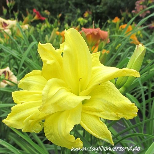 Foto der Tagliliensorte Double Gardenia