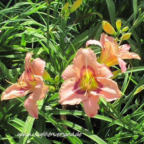 Foto der Tagliliensorte Rainbow Jewel