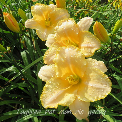 Ein weiteres Foto der Tagliliensorte Serena Sunburst