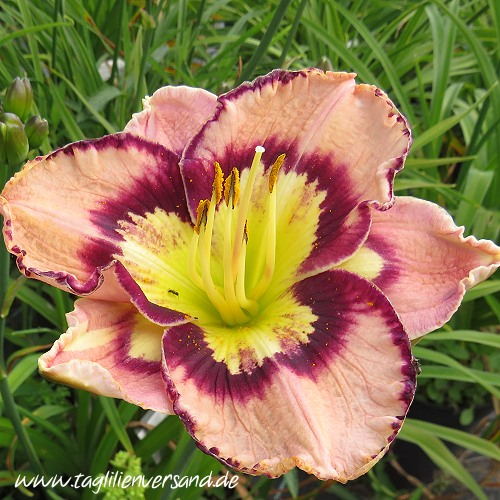 ein weiteres Foto der Taglilie Spacecost Sea Shells