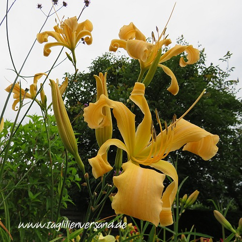 ein weiteres Foto der Taglilie Spinnaker