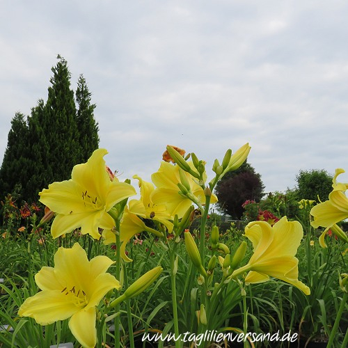 ein weiteres Foto der Taglilie Sweet Pea