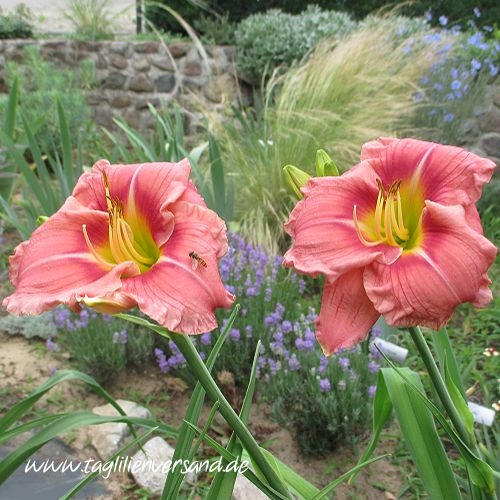 Foto der Tagliliensorte Taunus Pink Lover