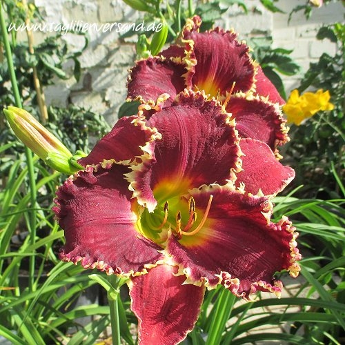 Foto der Tagliliensorte Venus Fly Trap