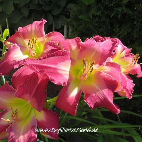 ein weiteres Foto der Tagliliensorte White Eyes Pink Dragon