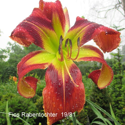 Fios Rabentochter